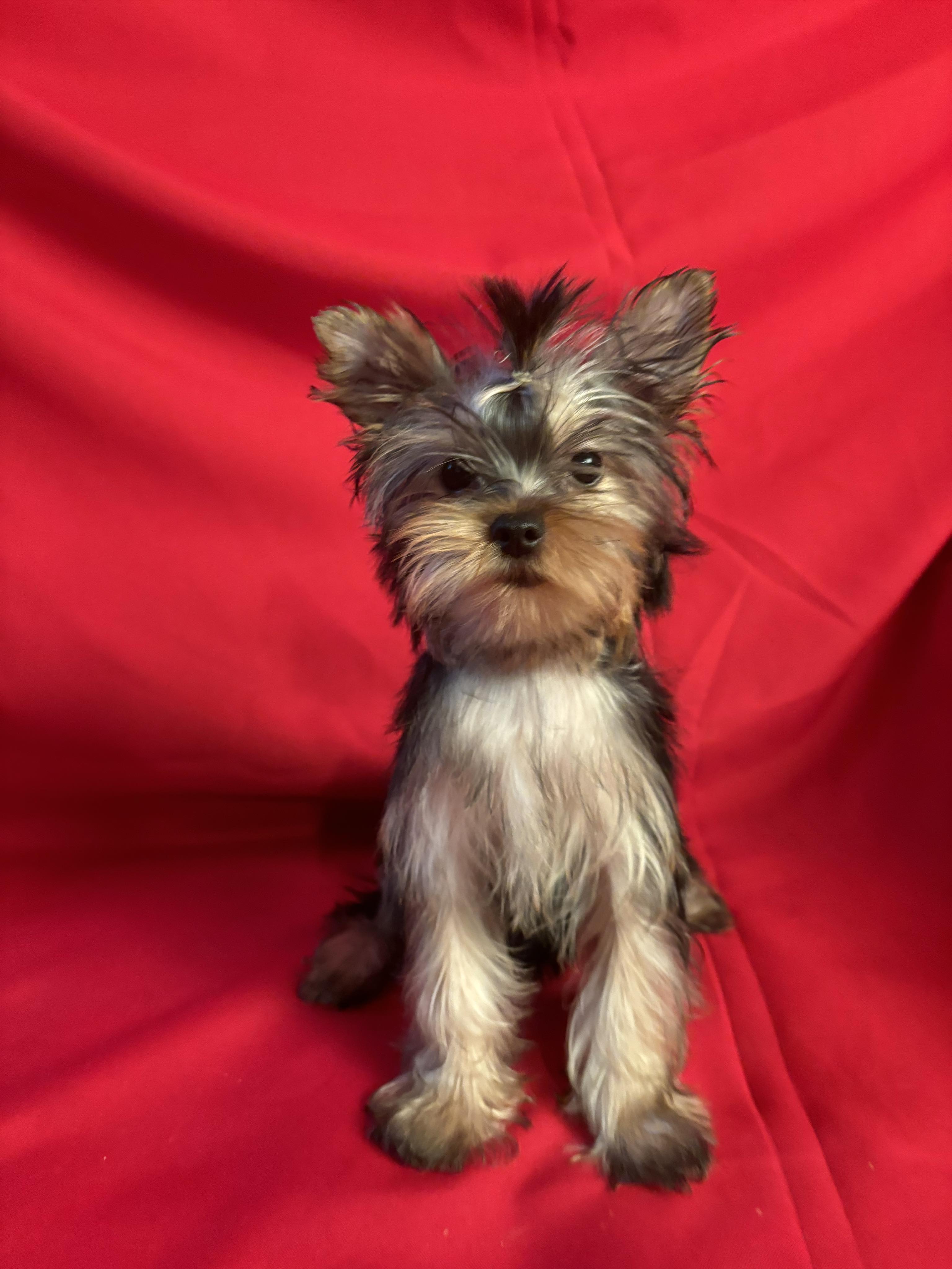 puppy, for, sale, Yorkshire Terrier, Karen  Hobbs, dog, breeder, Alburnett, IA, dog-breeder, puppy-for-sale, forsale, nearby, find, puppyfind, locator, puppylocator, aca